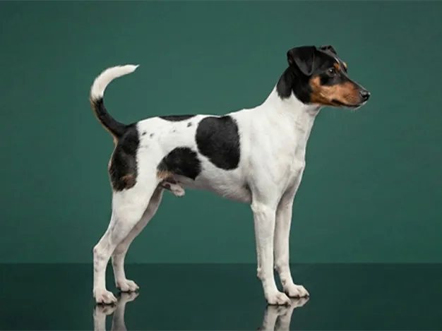 Japanese Terrier: The Complete Breed Guide.