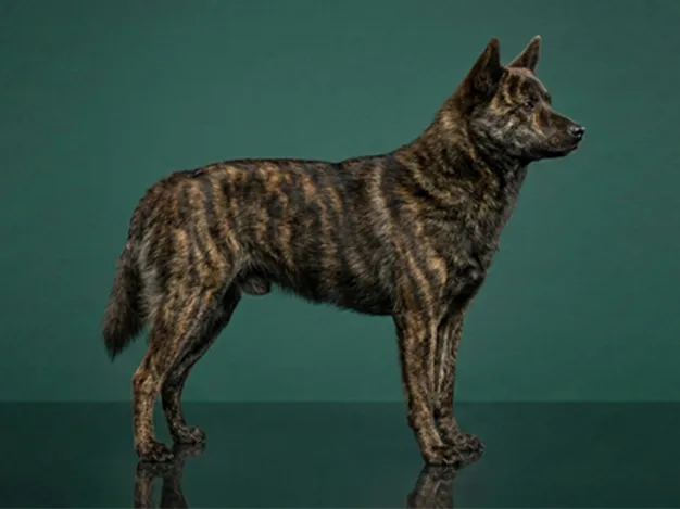 Kai Ken: The Complete Breed Guide.