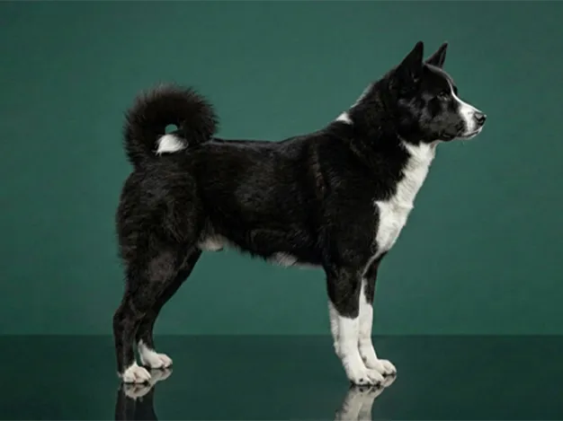 Karelian Bear Dog: The Complete Breed Guide.