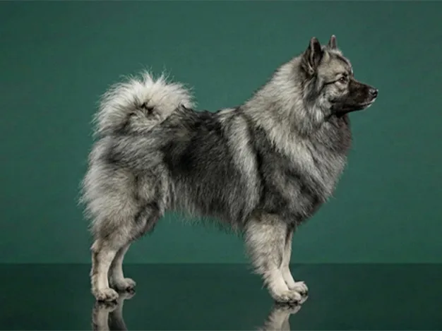 Keeshond: The Complete Breed Guide.