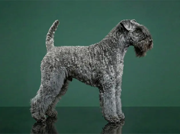 Kerry Blue Terrier: The Complete Breed Guide.