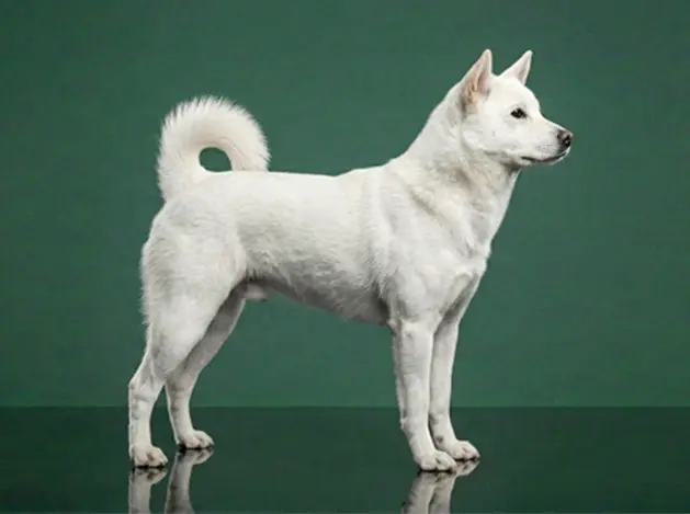 Kishu Ken: The Complete Breed Guide.