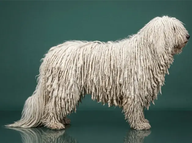 Komondor: The Complete Breed Guide.