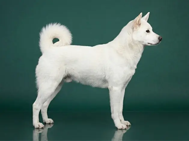 Korean Jindo Dog: The Complete Breed Guide.