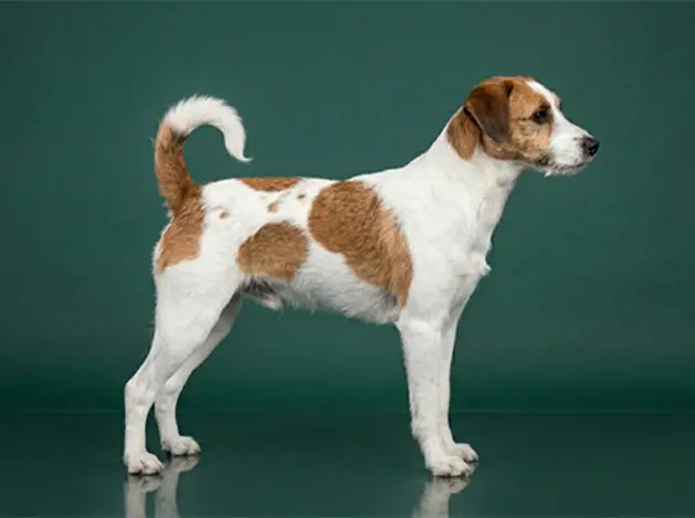 Kromfohrlander: The Complete Breed Guide.