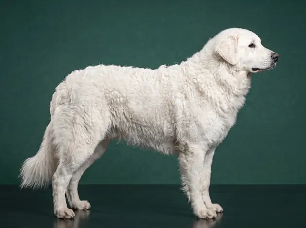 Kuvasz: The Complete Breed Guide.