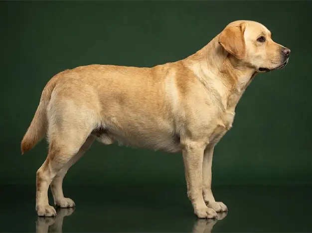 Labrador Retriever: The Complete Breed Guide.