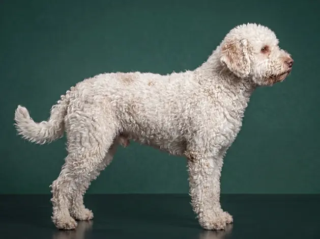 Lagotto Romagnolo: The Complete Breed Guide.