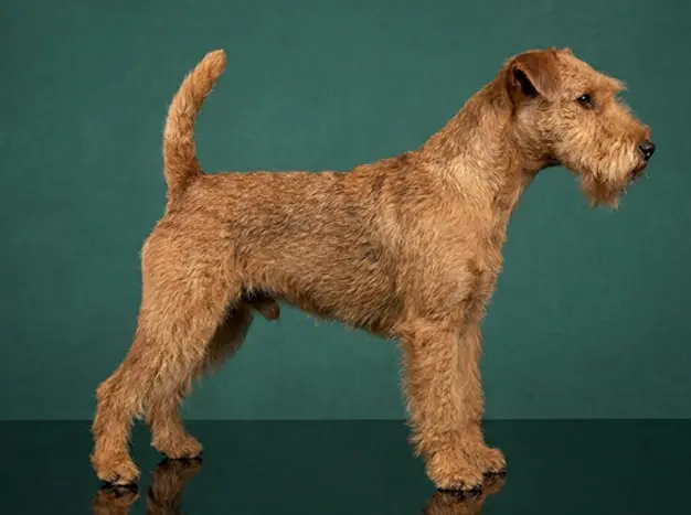 Lakeland Terrier: The Complete Breed Guide.
