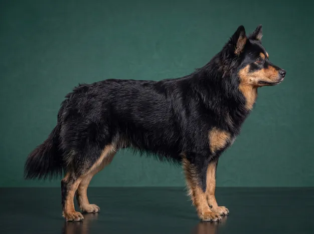 Lapponian Herder: The Complete Breed Guide.