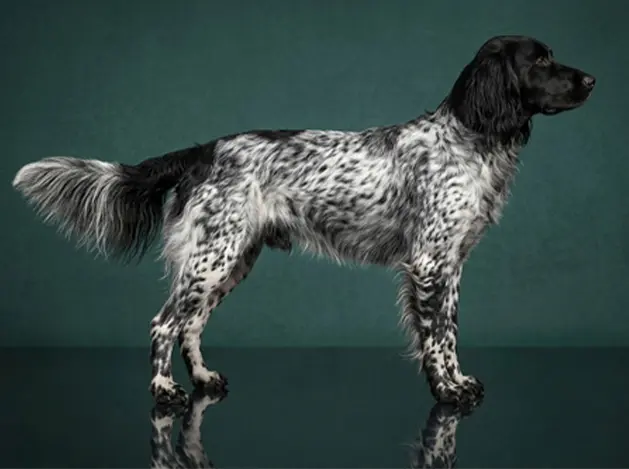 Large Munsterlander: The Complete Breed Guide.