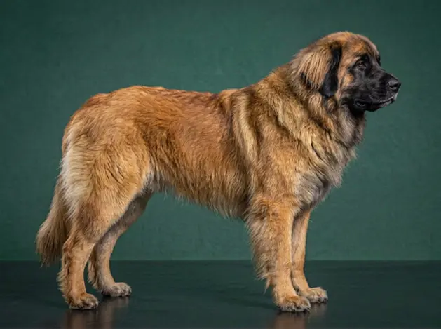 Leonberger: The Complete Breed Guide.