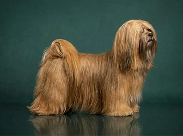 Lhasa Apso: The Complete Breed Guide.