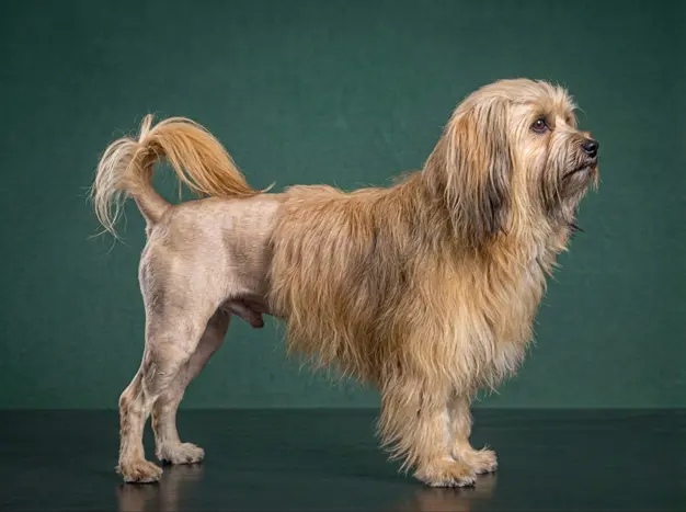 Lowchen: The Complete Breed Guide.