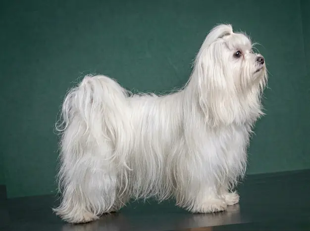 Maltese: The Complete Breed Guide.