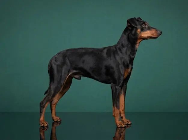 Manchester Terrier Standard: The Complete Breed Guide.