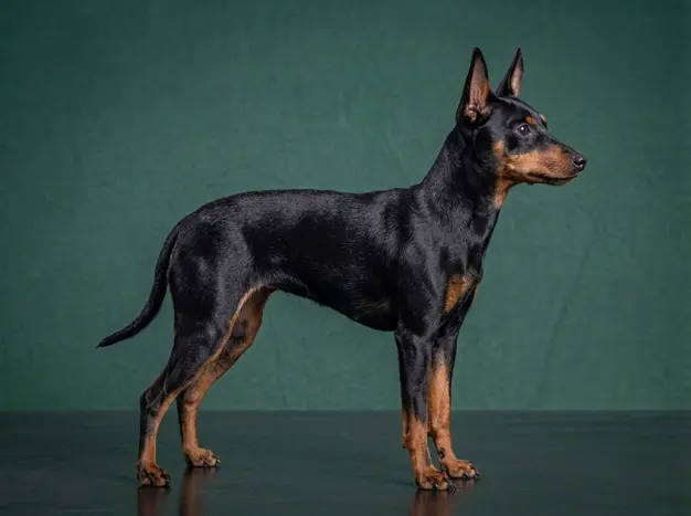 Manchester Terrier (Toy)