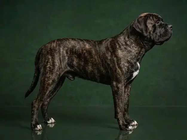 Mastiff: The Complete Breed Guide.