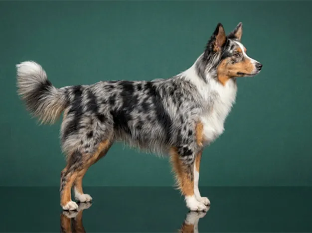 Miniature American Shepherd: The Complete Breed Guide.