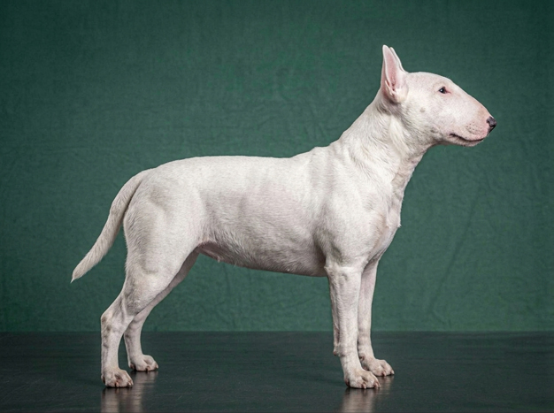 Miniature Bull Terrier