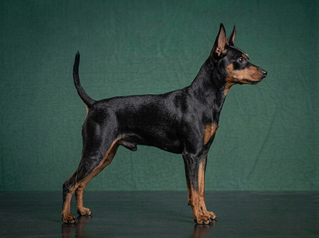 Miniature Pinscher: The Complete Breed Guide.