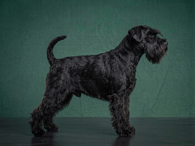 Miniature Schnauzer: The Complete Breed Guide.