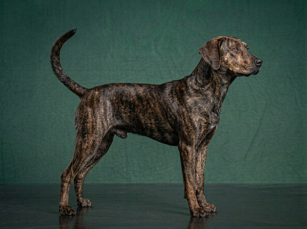 Mountain Cur: The Complete Breed Guide.