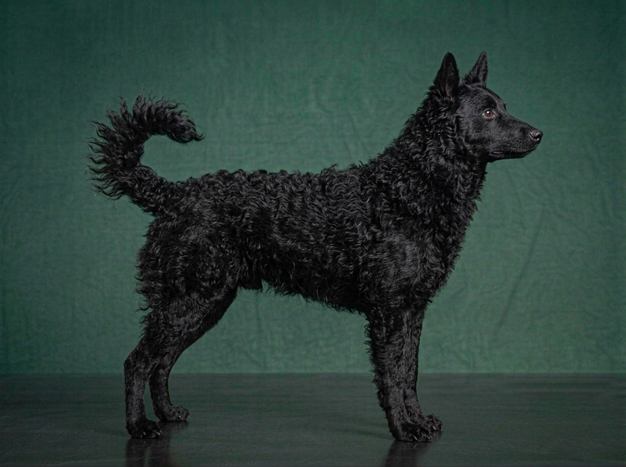 Mudi: The Complete Breed Guide.