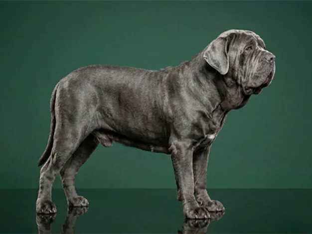 Neapolitan Mastiff: The Complete Breed Guide.