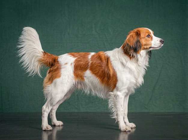 Nederlandse Kooikerhondje: The Complete Breed Guide.