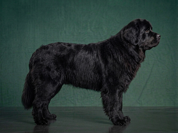 Newfoundland: The Complete Breed Guide.