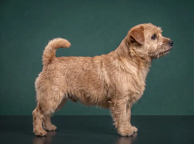 Norfolk Terrier: The Complete Breed Guide.