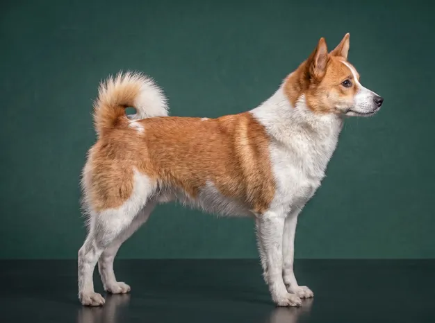 Norrbottenspets: The Complete Breed Guide.