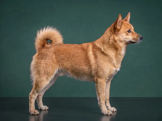 Norwegian Buhund: The Complete Breed Guide.