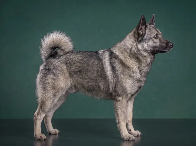 Norwegian Elkhound: The Complete Breed Guide.