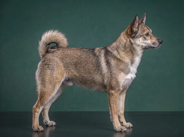 Norwegian Lundehund: The Complete Breed Guide.