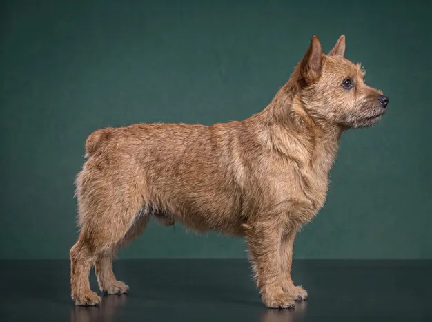 Norwich Terrier: The Complete Breed Guide.