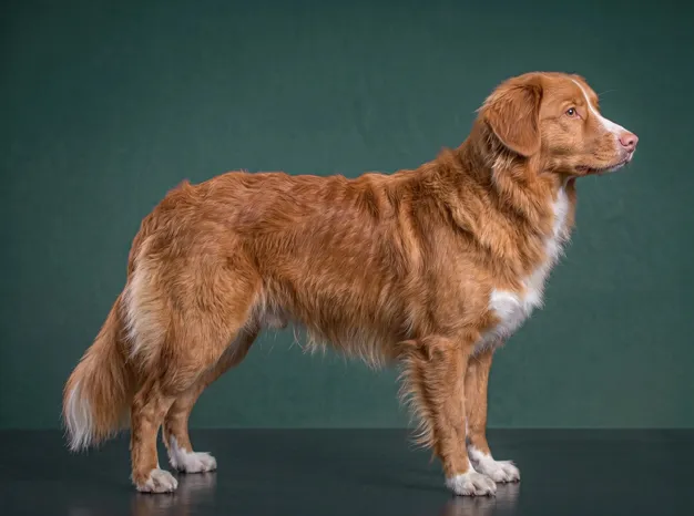 Nova Scotia Duck Tolling Retriever: The Complete Breed Guide.