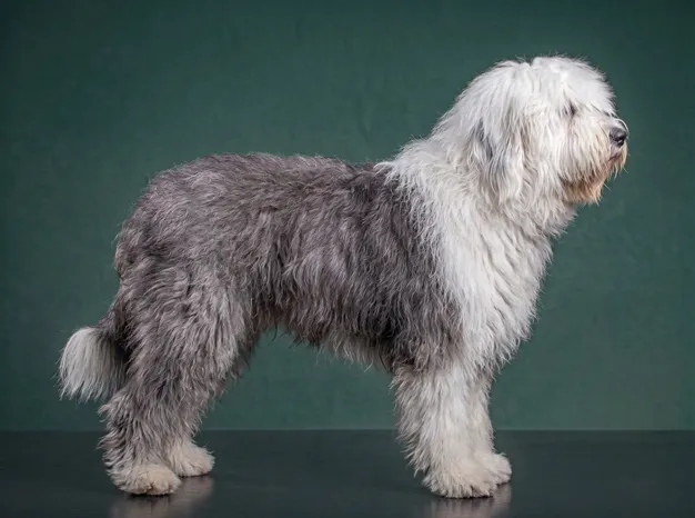 Old Danish Pointer: The Complete Breed Guide.
