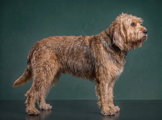 Otterhound: The Complete Breed Guide.