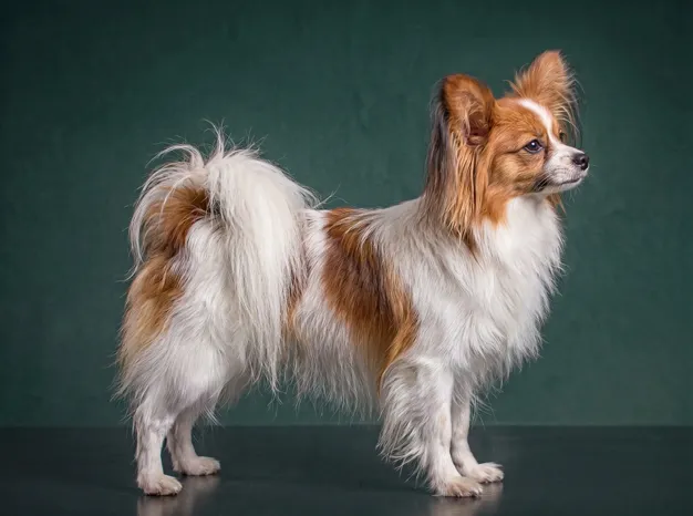 Papillon: The Complete Breed Guide.