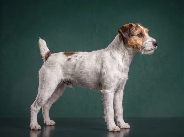 Parson Russell Terrier: The Complete Breed Guide.