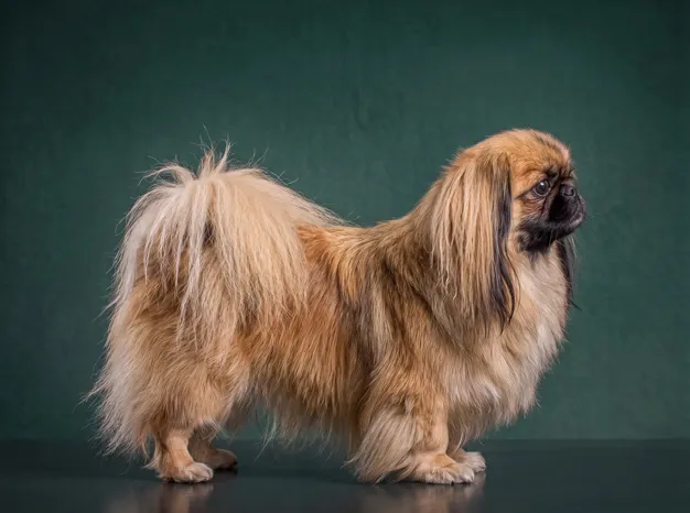 Pekingese: The Complete Breed Guide.