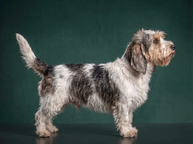 Petit Basset Griffon Vendeen: The Complete Breed Guide.