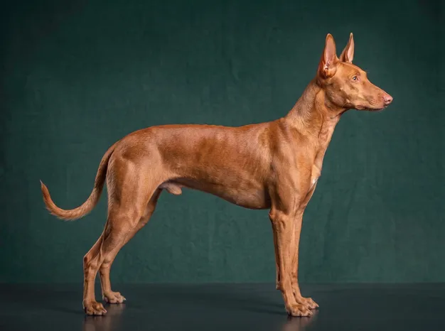 Pharaoh Hound: The Complete Breed Guide.