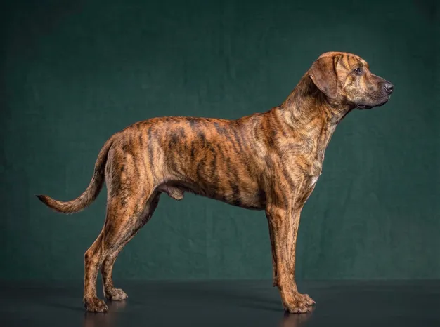 Plott Hound: The Complete Breed Guide.