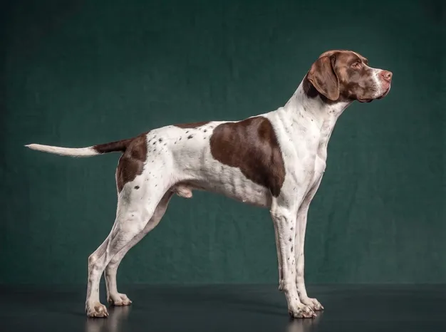 Pointer: The Complete Breed Guide.