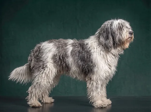 Polish Lowland Sheepdog: The Complete Breed Guide.
