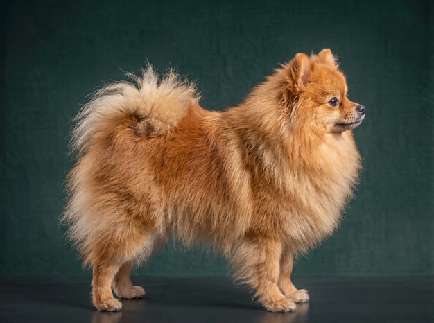 Pomeranian: The Complete Breed Guide.