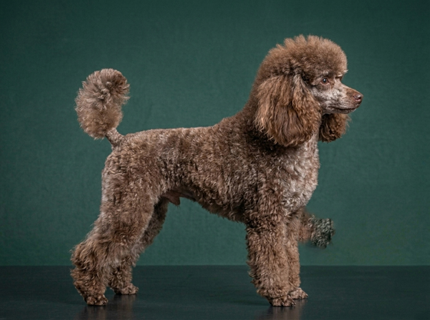 Poodle Miniature: The Complete Breed Guide.